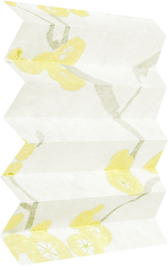 Solea 1702